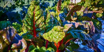 Sustainable Gardening for Beginners: Grow Food in 3 Months - Cover Image