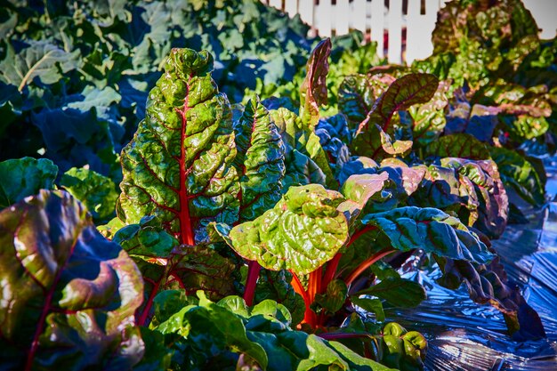 Sustainable Gardening for Beginners: Grow Food in 3 Months