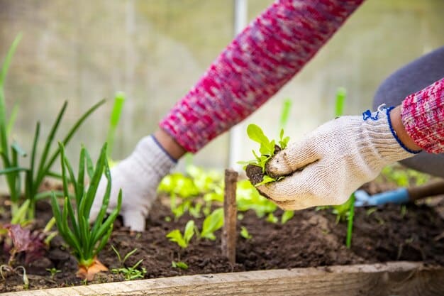 A beginner gardener, wearing gloves, carefully planting seedlings in a raised garden bed, with rows of previously planted vegetables visible in the background.
