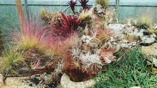 A well-maintained garden showcasing drought-resistant plants such as succulents and native grasses. The landscape is designed to minimize water use, with strategic placement of rocks and mulch to retain moisture.