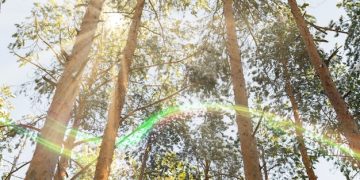Understanding Carbon Offsets: Are They Right for You? A Comprehensive Guide - Cover Image