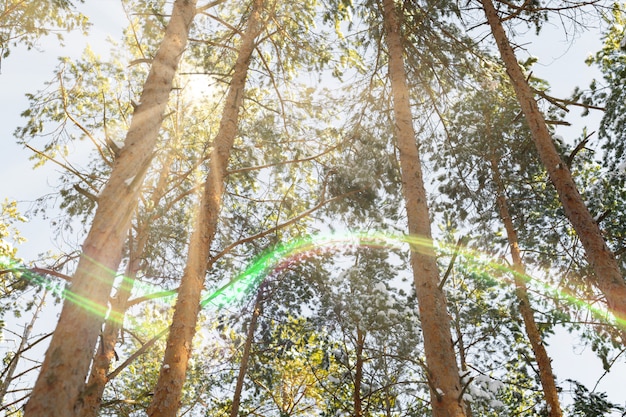 Understanding Carbon Offsets: Are They Right for You? A Comprehensive Guide