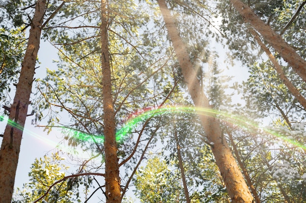 Understanding Carbon Offsets: A Guide to Sustainable Living