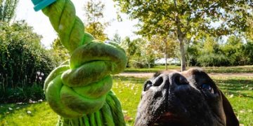 Sustainable Pet Care: Eco-Friendly Tips for Pet Owners - Cover Image