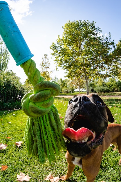 Sustainable Pet Care: Eco-Friendly Tips for Pet Owners