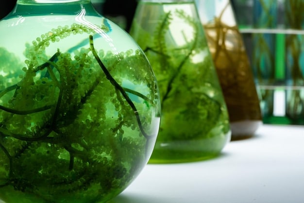A close-up shot of various strains of algae in laboratory flasks, showcasing their diverse colors and textures. The image should emphasize the scientific research and development behind algae biofuel technology.