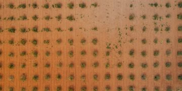 Carbon Offsetting in the US: Evaluating Climate Change Projects - Cover Image
