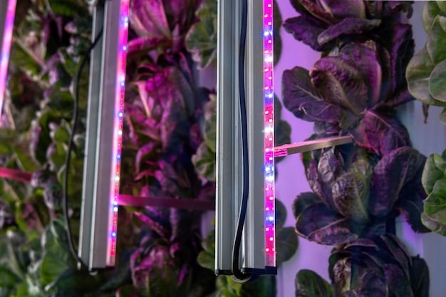 Close-up of red and blue LED lights illuminating rows of leafy greens in a vertical farm, with the plants showing vibrant and healthy growth.