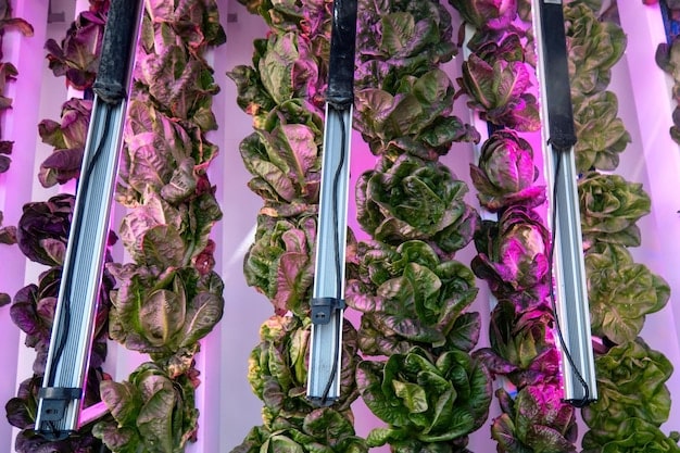 Close-up shot of hydroponically grown lettuce in a vertical farm. The plants are vibrant green, and the water is clear. Focus on the root systems and water irrigation setup with nutrient rich solutions.