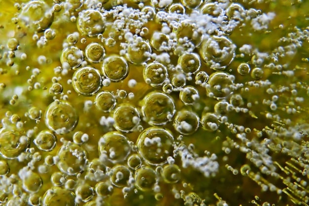 Microscopic view of various algae species, highlighting their cellular structures and oil droplets, symbolizing the diversity and potential within algae for biofuel production.