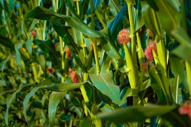A close-up shot of several rows of corn crops being harvested, with a bio-refinery plant visible in the background, connected via transparent tubes. This symbolizes part of the waste biomass and non-food crop to SAF process.