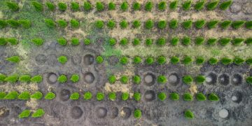 Carbon Offsetting in the US: Project Effectiveness & Climate Impact - Cover Image