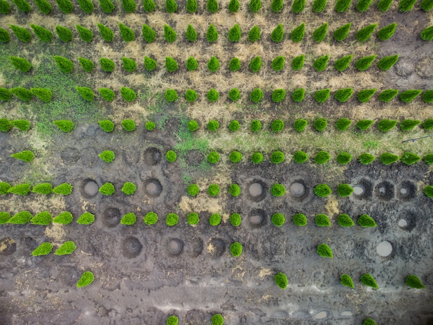 Carbon Offsetting in the US: Project Effectiveness & Climate Impact